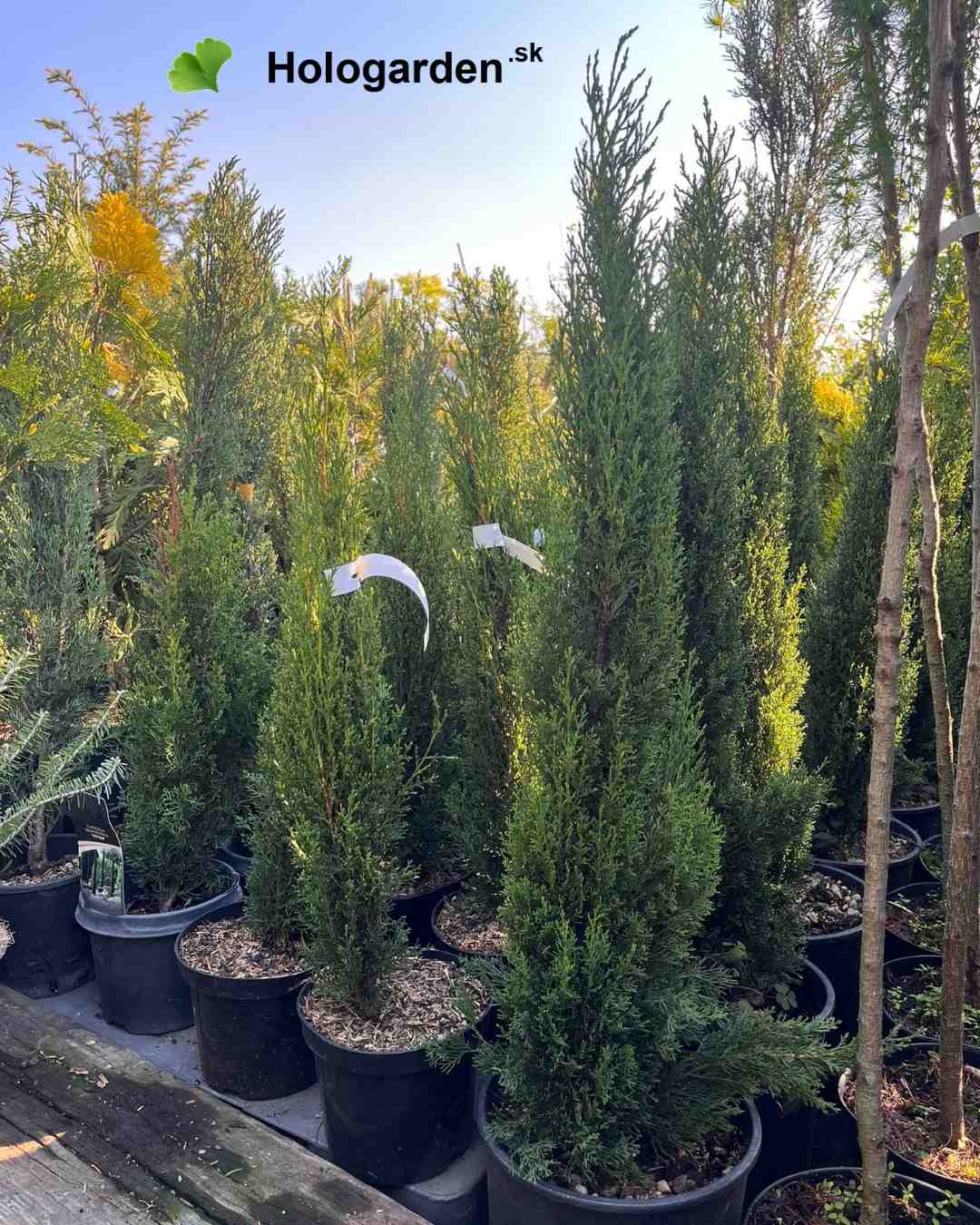 Hologarden