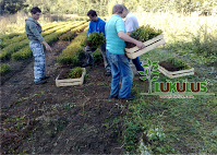 LUKULUS
