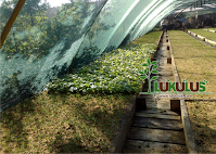 LUKULUS