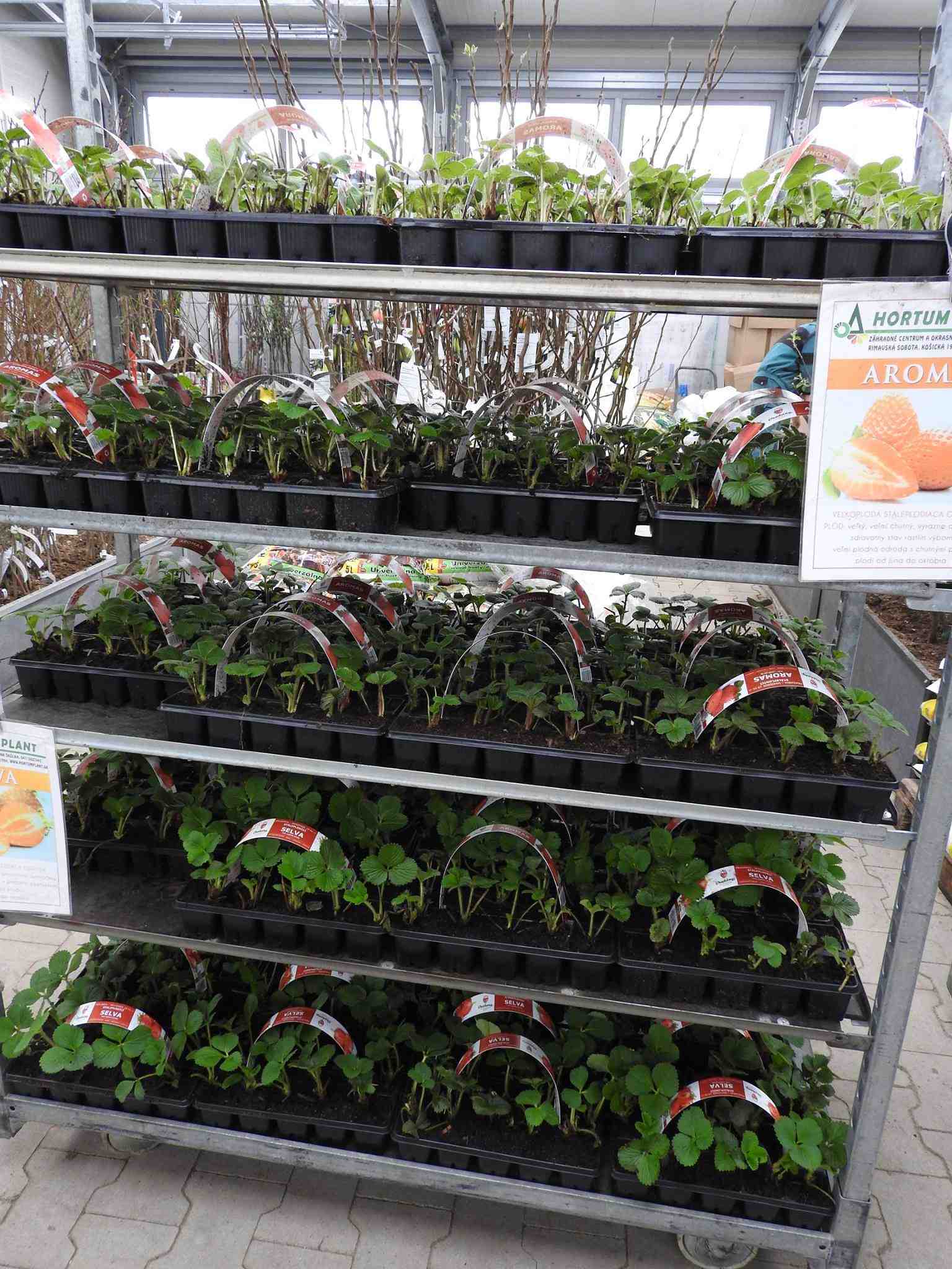 Hortumplant Rimavská Sobota