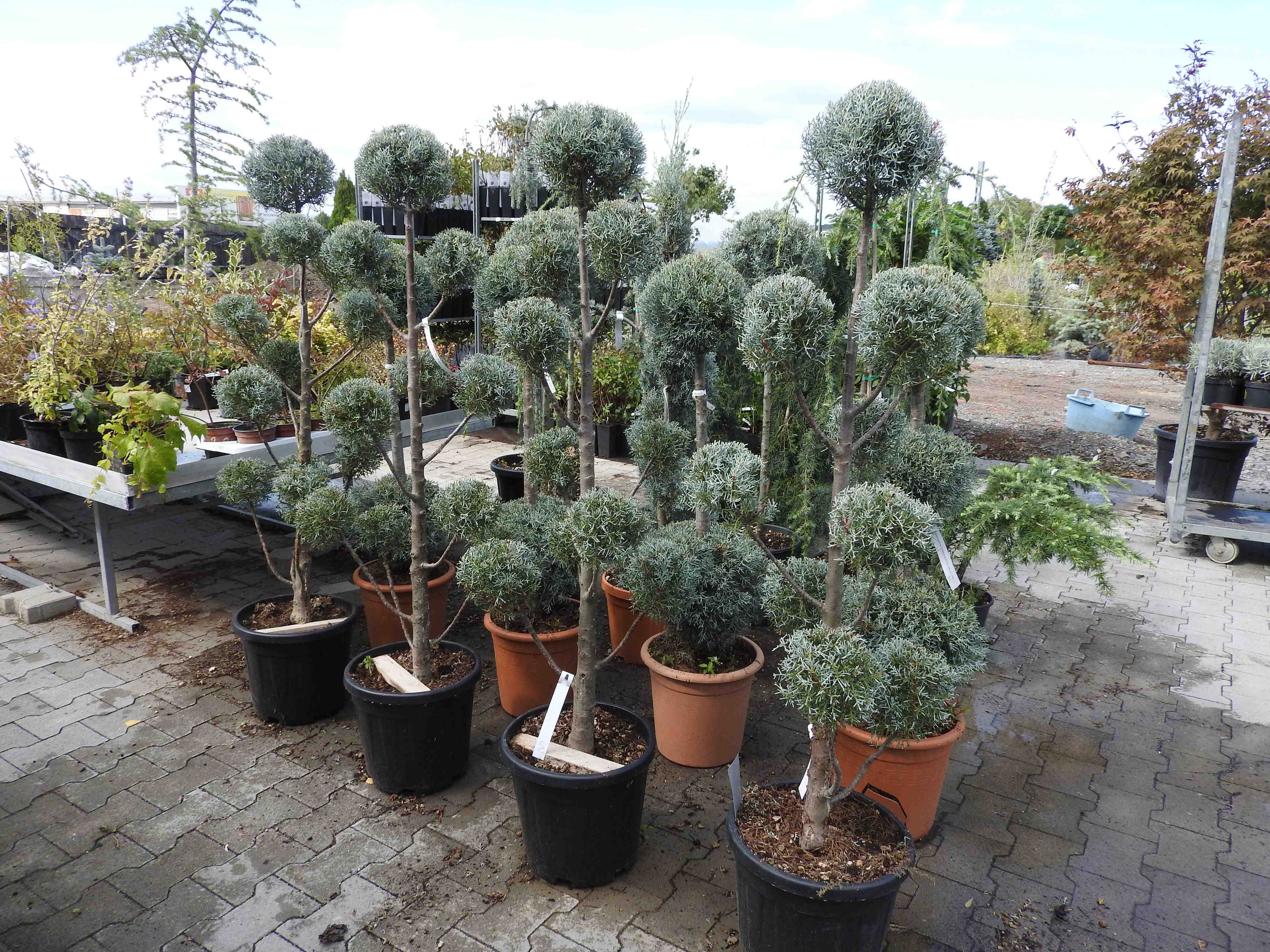 Hortumplant Rimavská Sobota