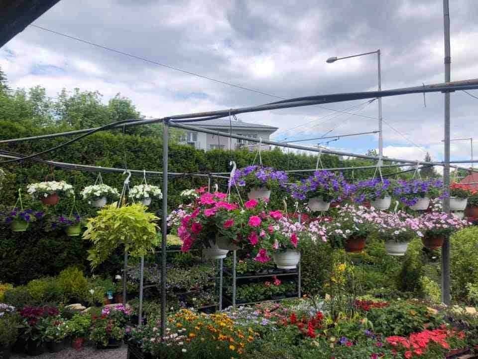 Semiramis - gardencentrum