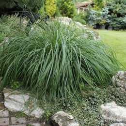 Semiramis - gardencentrum