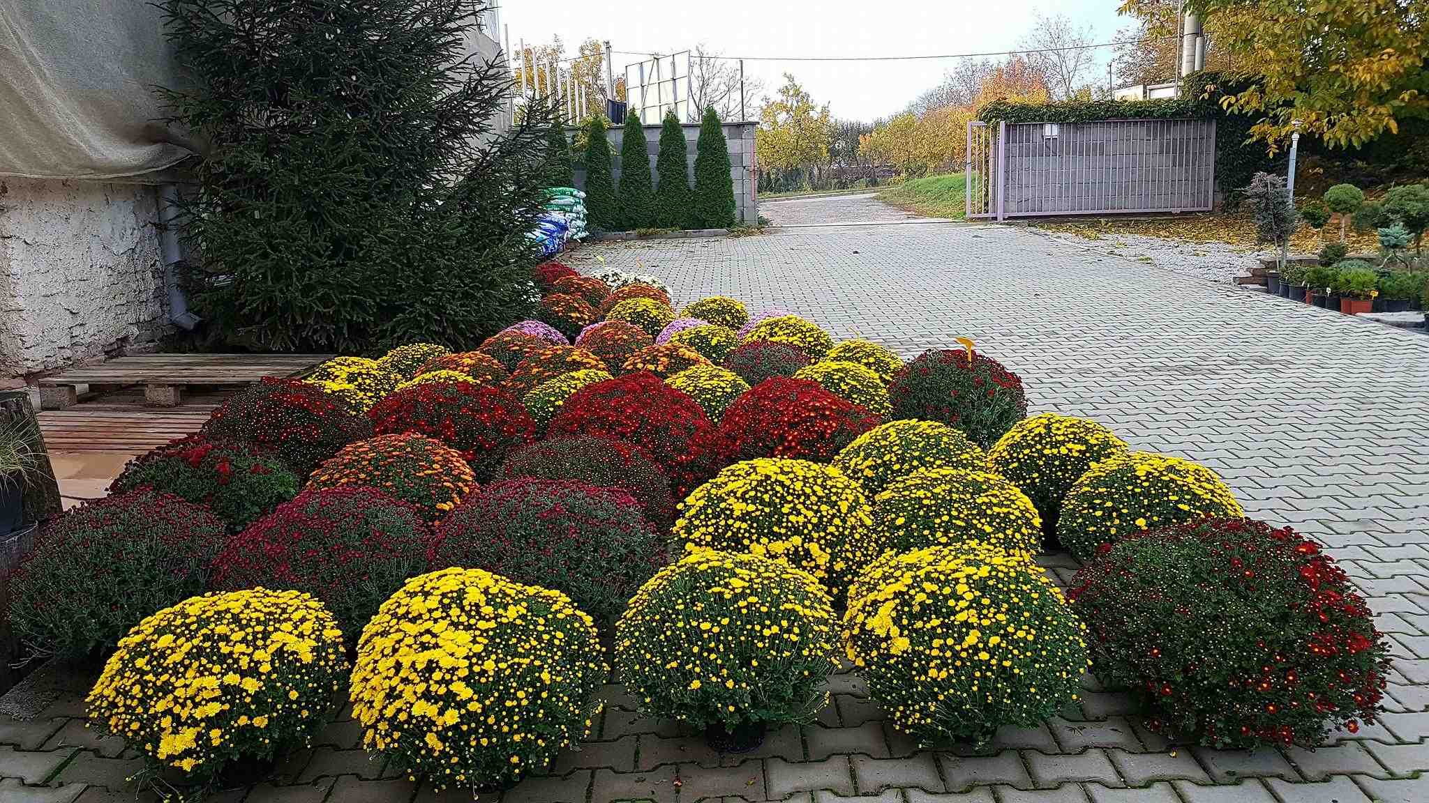 VISTERIA - Záhradné centrum