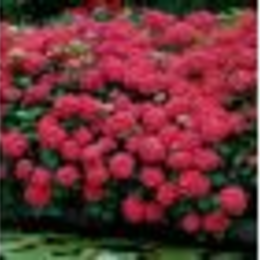 Weigela spol s.r.o.