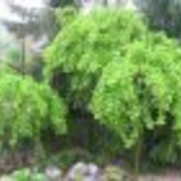 Weigela spol s.r.o.