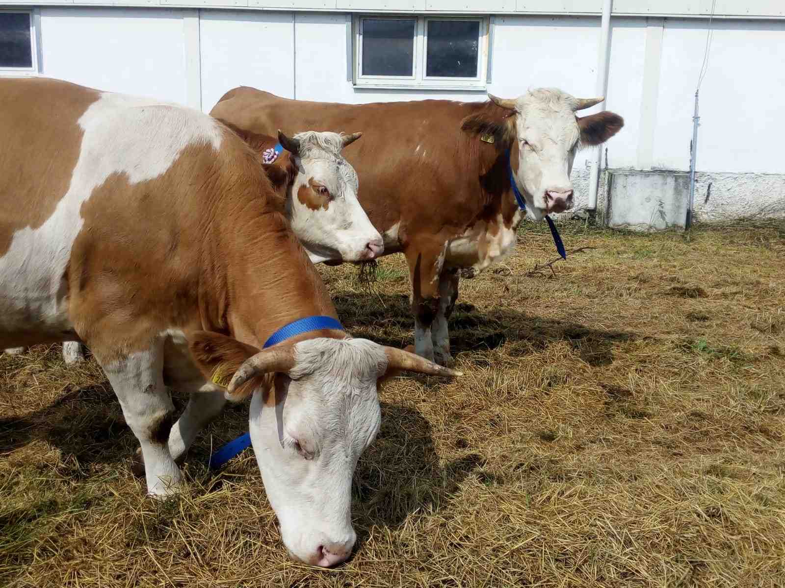 Lieskovský farmárik - Lieskovec