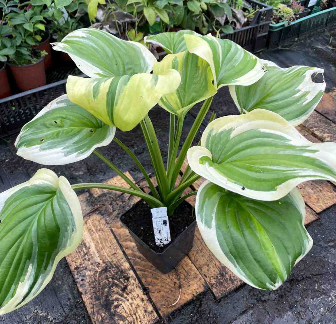 Záhradníctvo Hosta