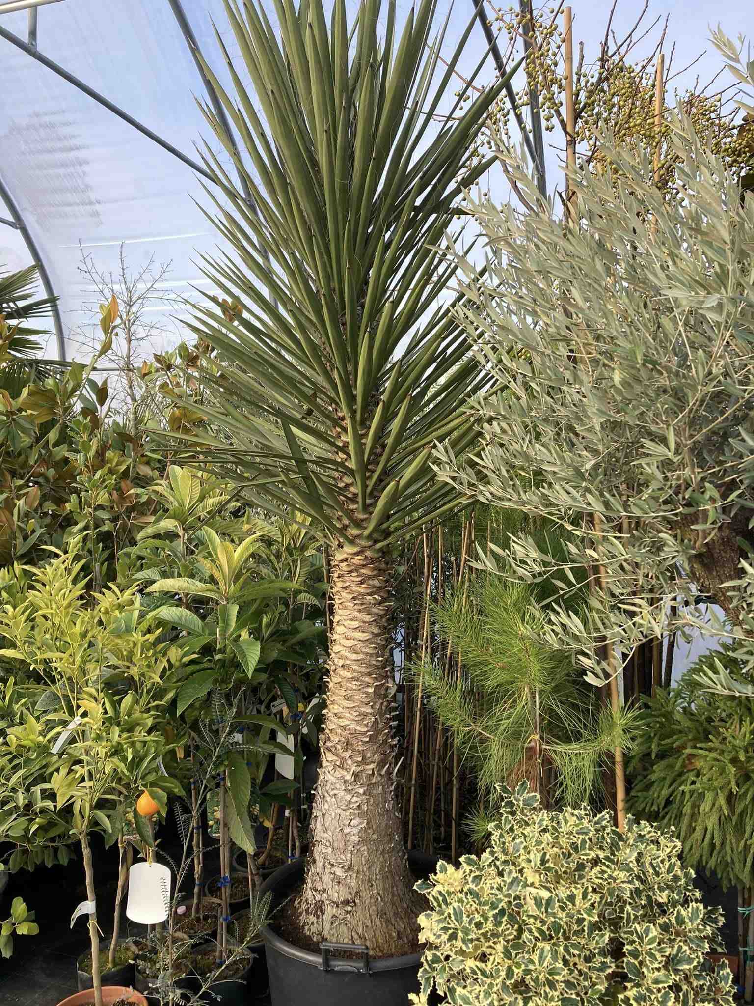 Záhradné centrum Eden Plant