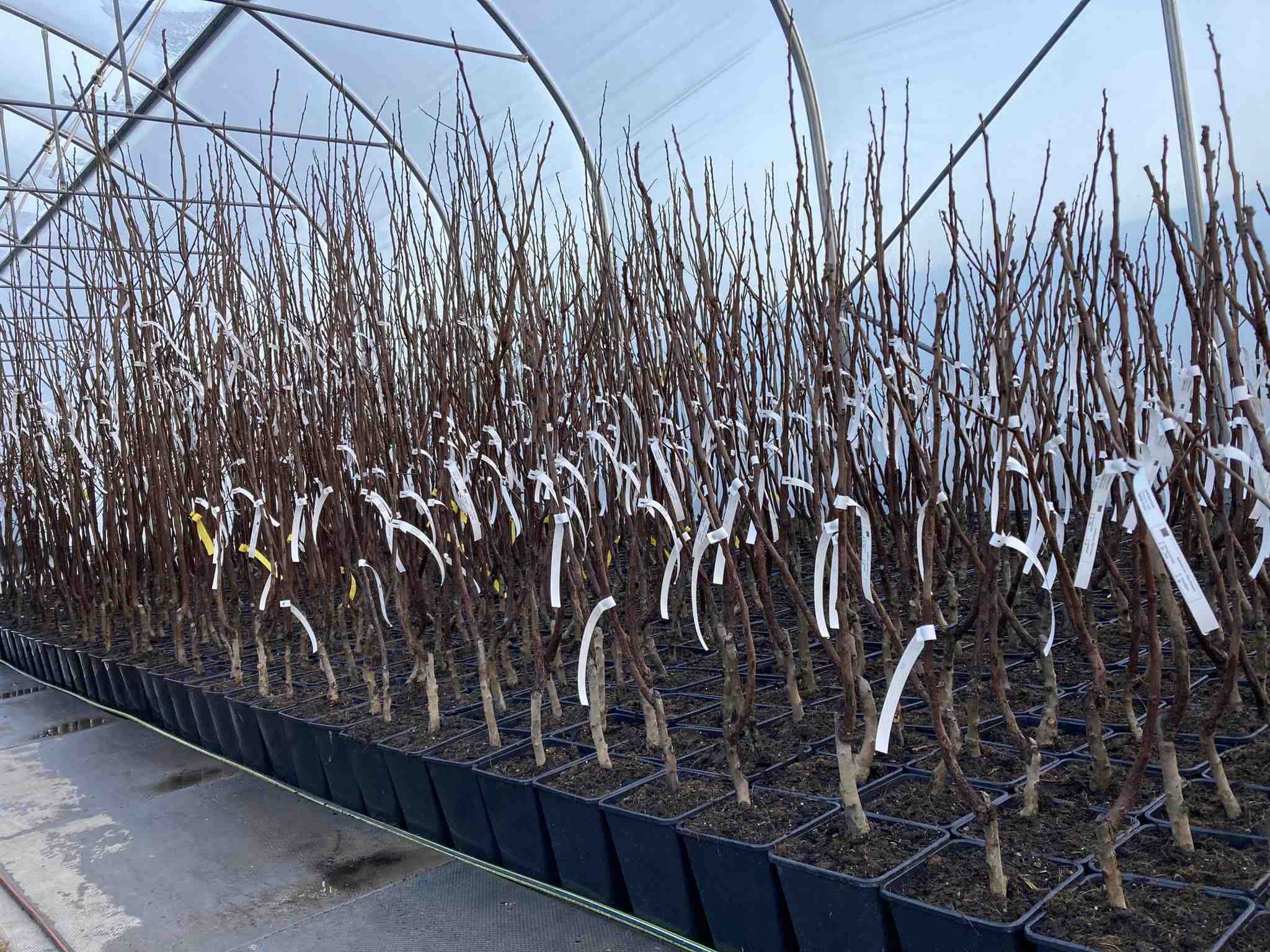 Záhradné centrum Eden Plant