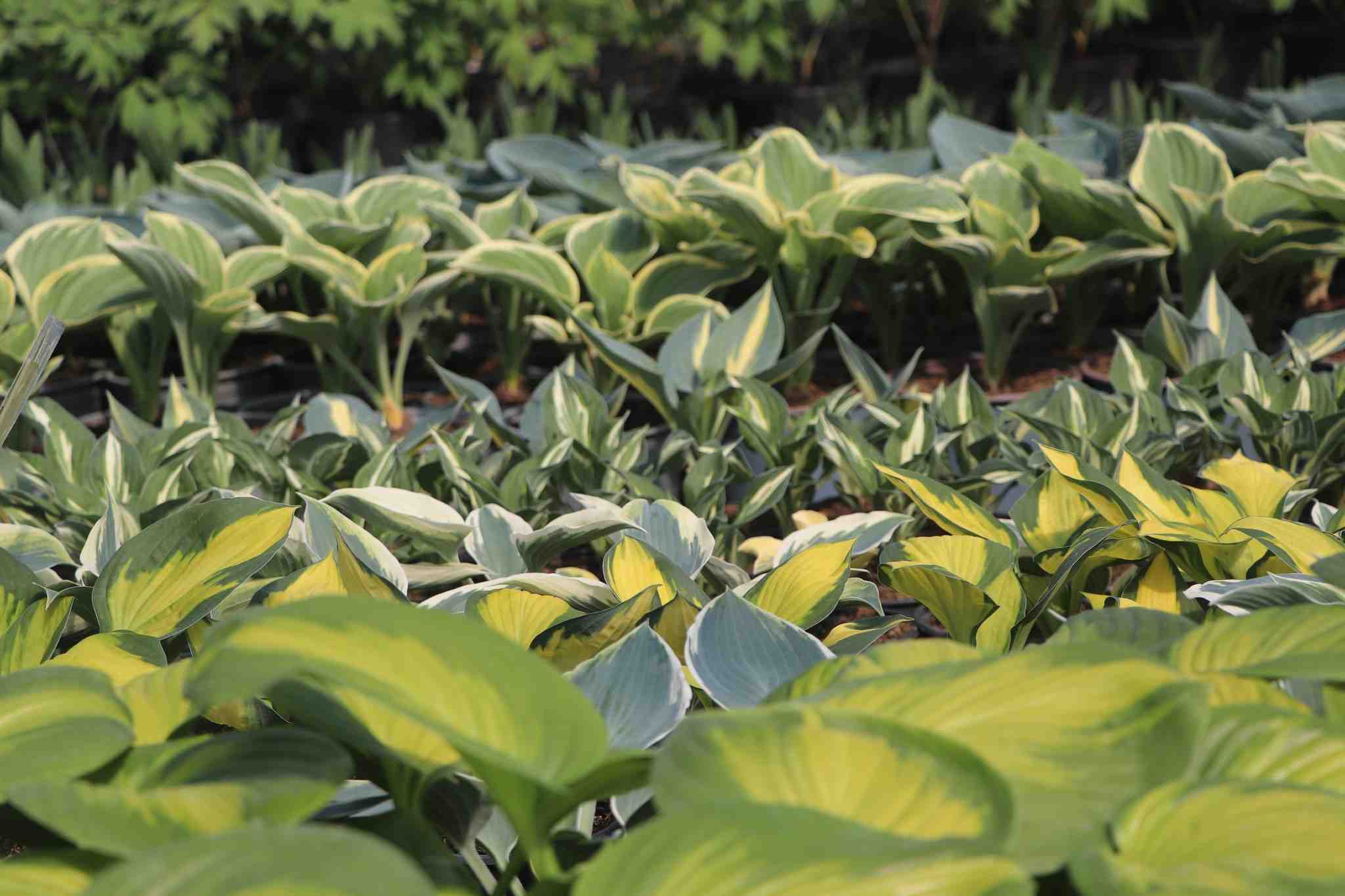 Záhradné centrum Eden Plant