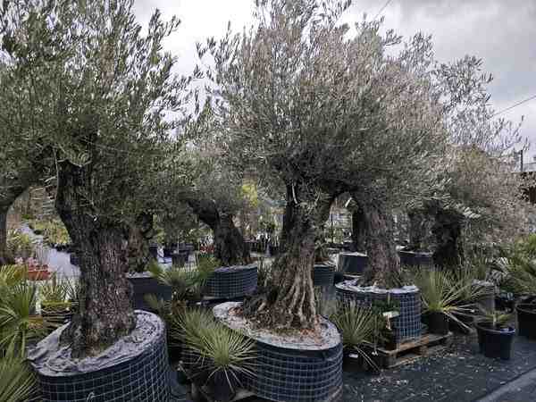 Tropipalm Záhrada