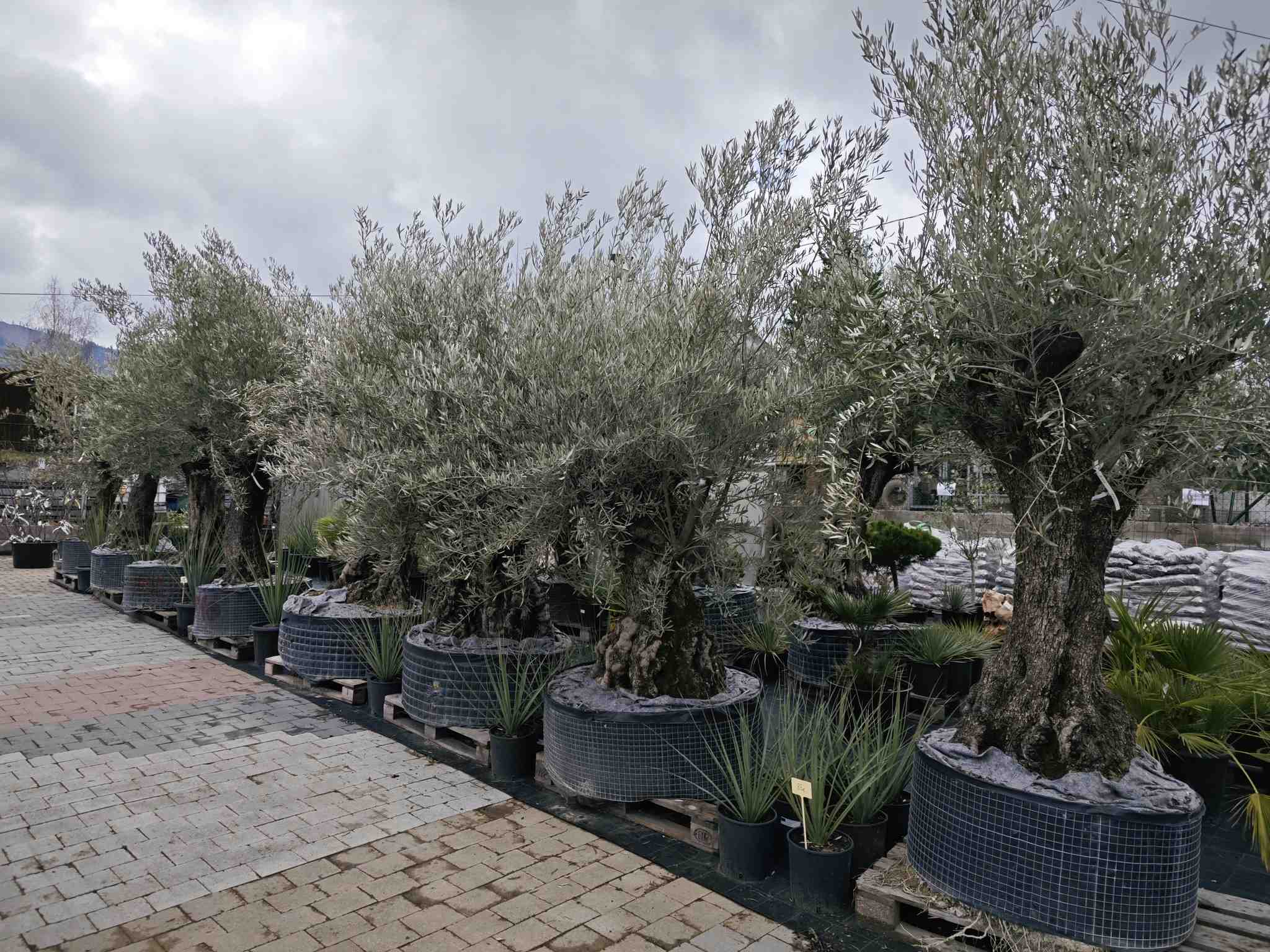 Tropipalm Záhrada