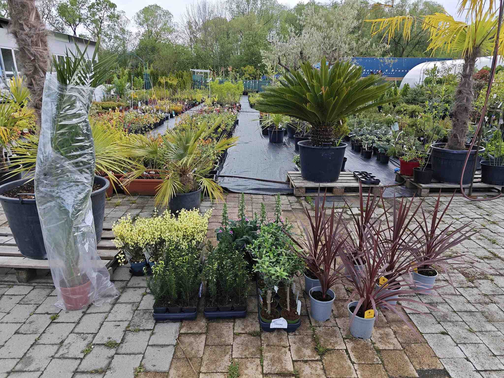 Tropipalm Záhrada