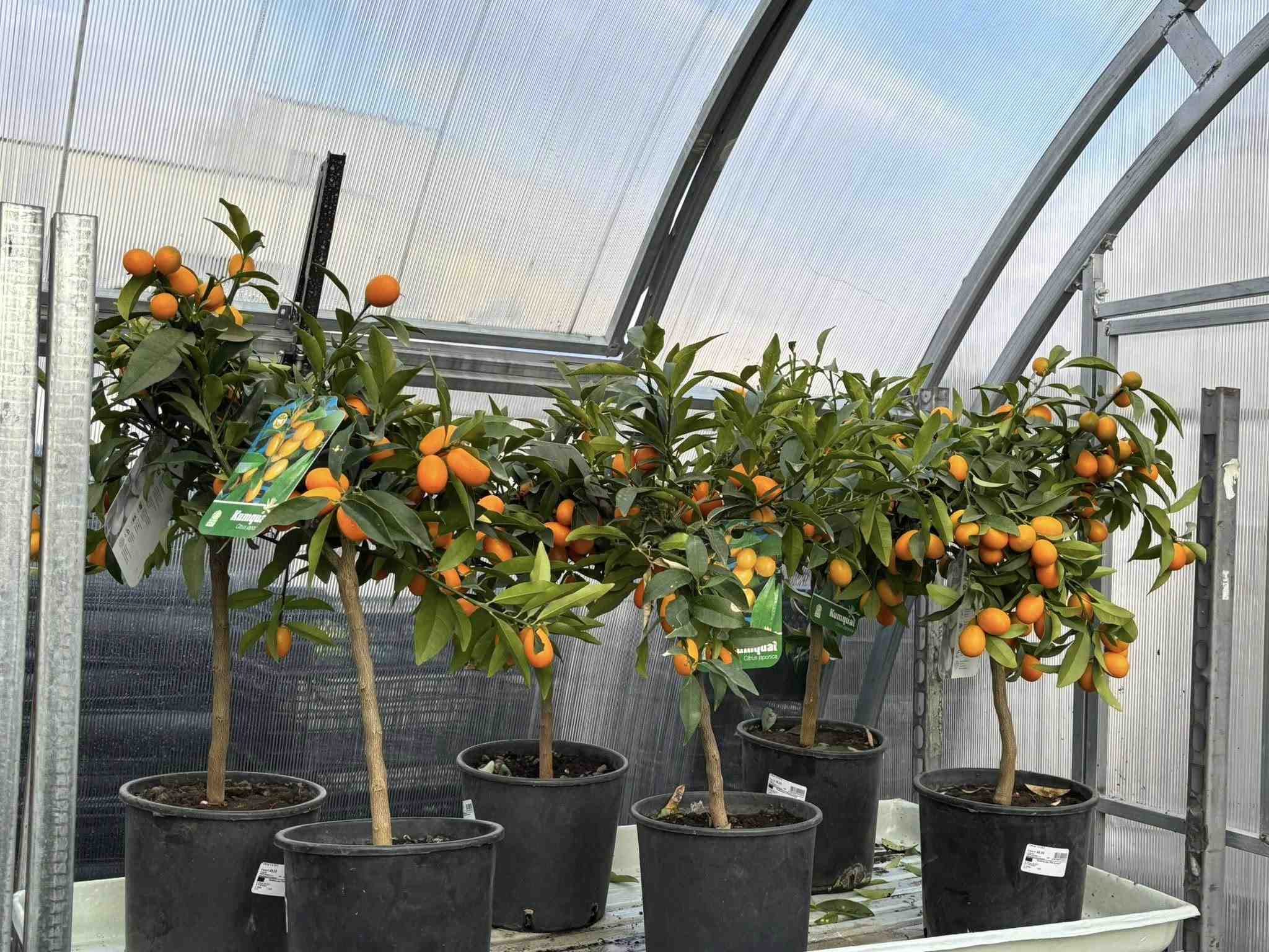 Profi Garden