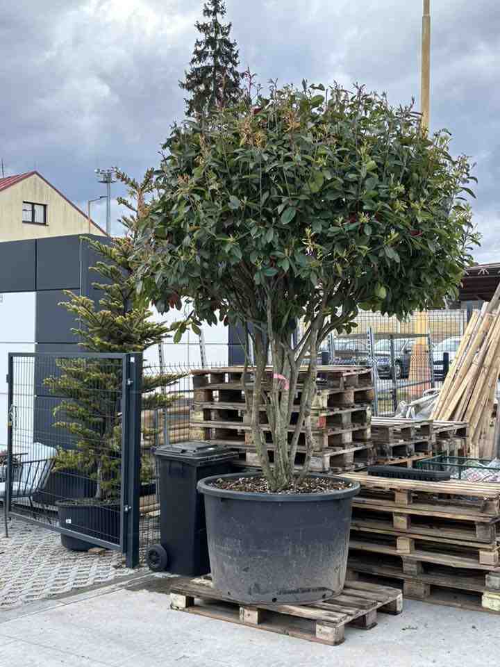 Profi Garden