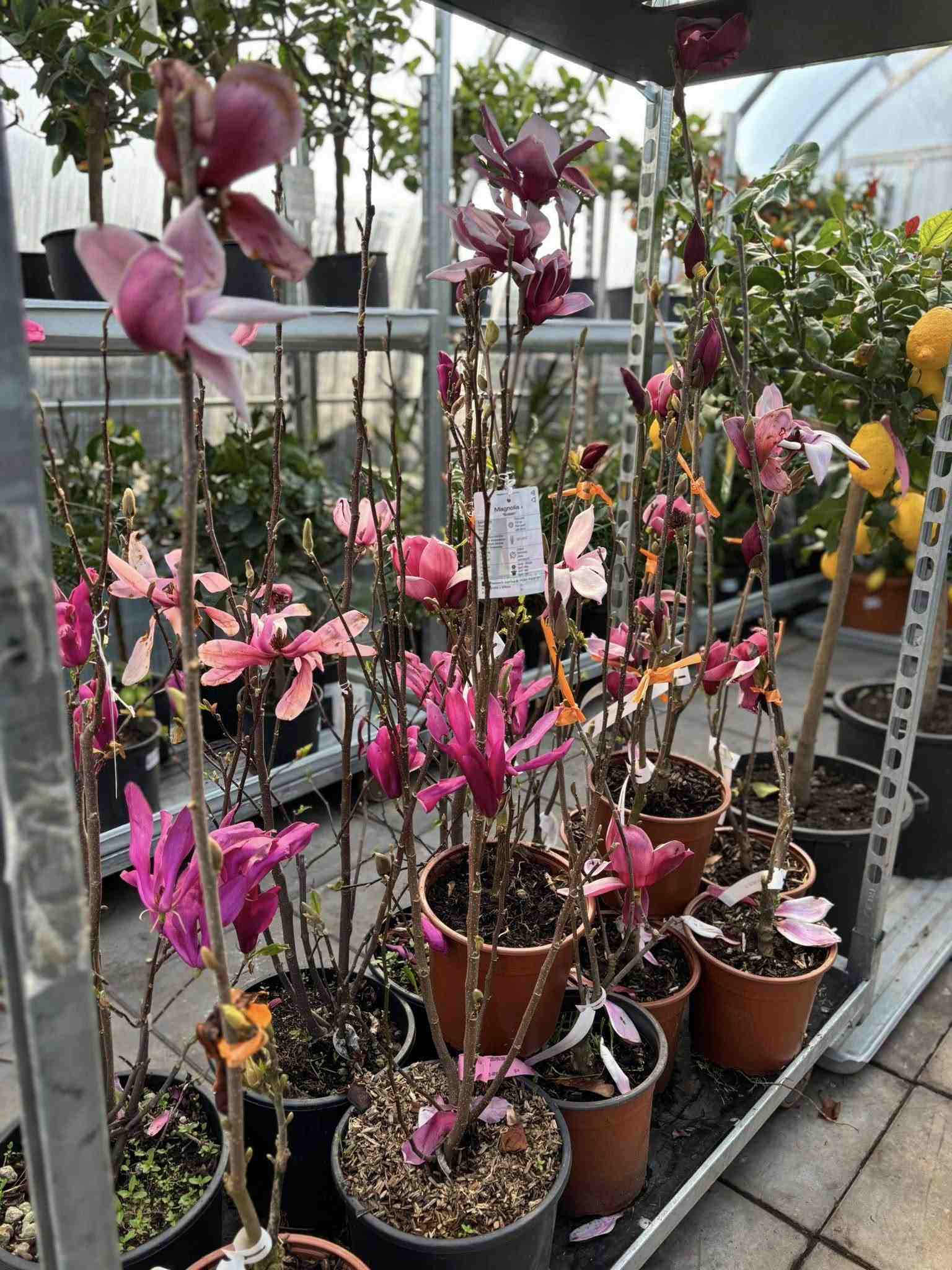 Profi Garden