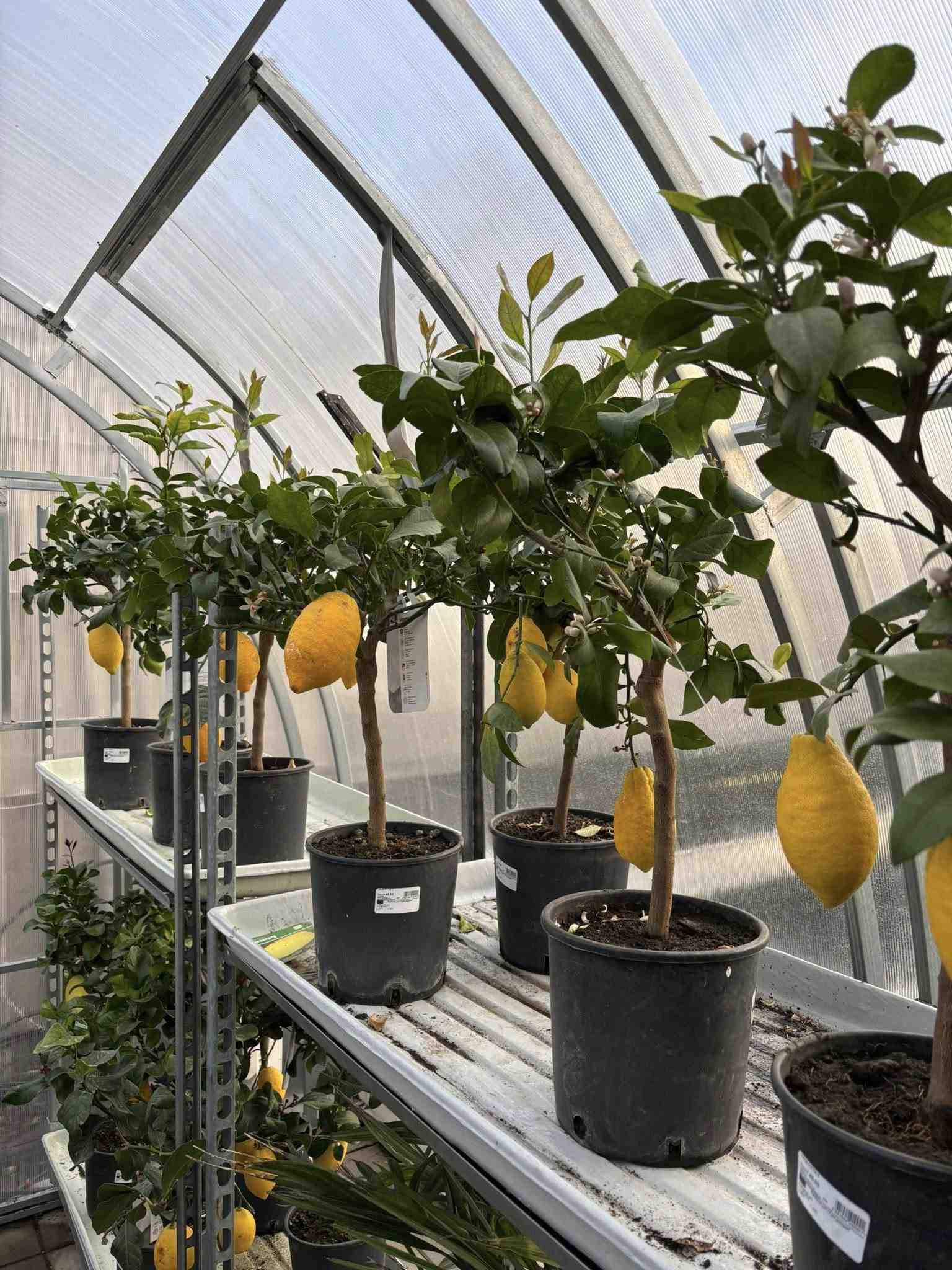 Profi Garden
