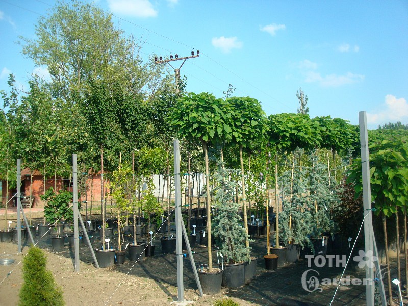 Záhradné centrum TÓTH GARDEN