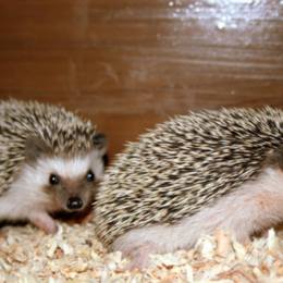 Zvieratkáreň