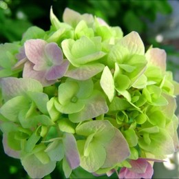 Alica Mravíková - KOZMETICKÝ SALÓN