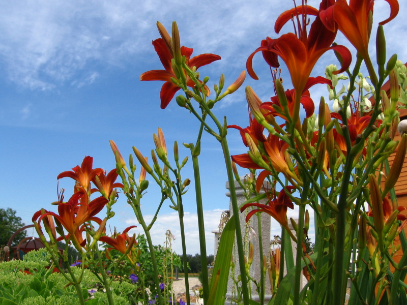 MAX GARDEN