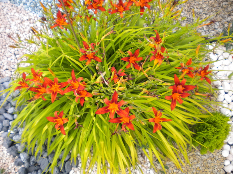 MAX GARDEN