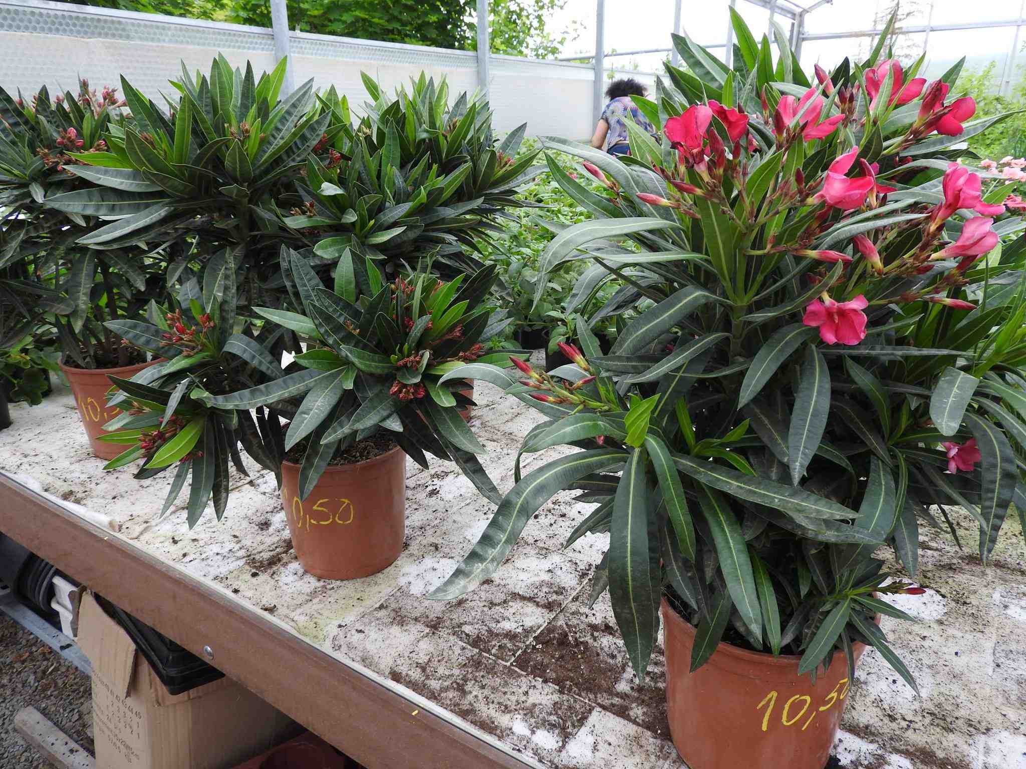 Hortumplant Revúca